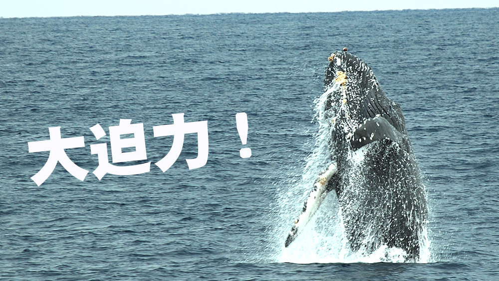 さあ、漕ぎ出そう！