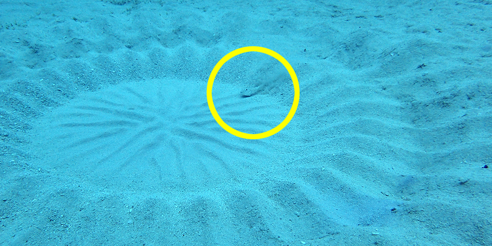 ん？魚がサークルにいる・・