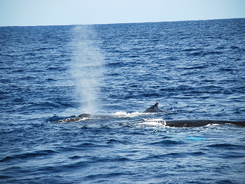 クジラの息継ぎ