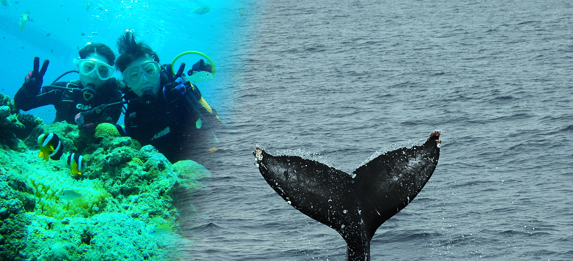 体験ダイビング＆ホエールウオッチング