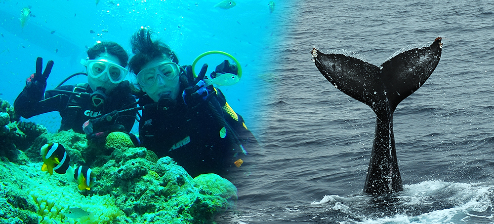 体験ダイビング＆ホエールウオッチング