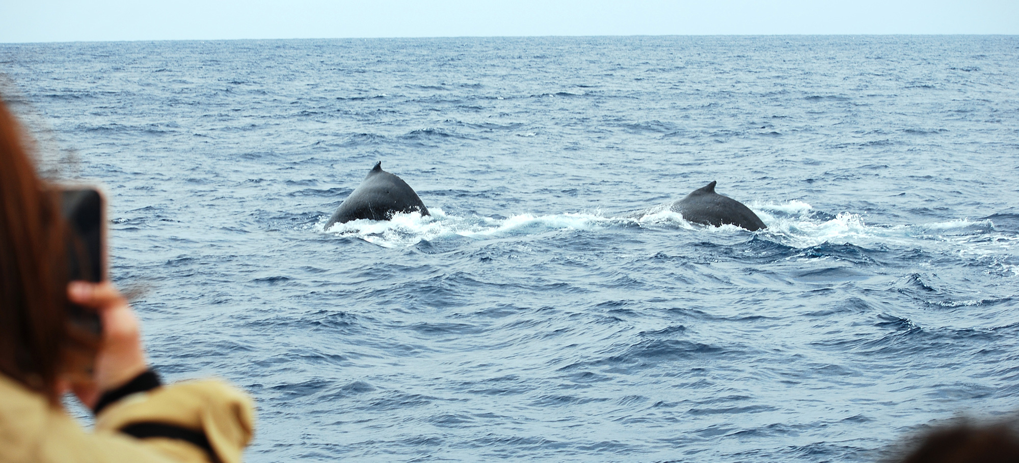 ホエールウォッチング