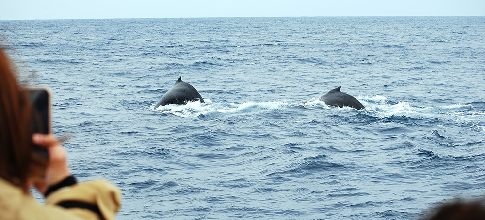 ホエールウォッチング