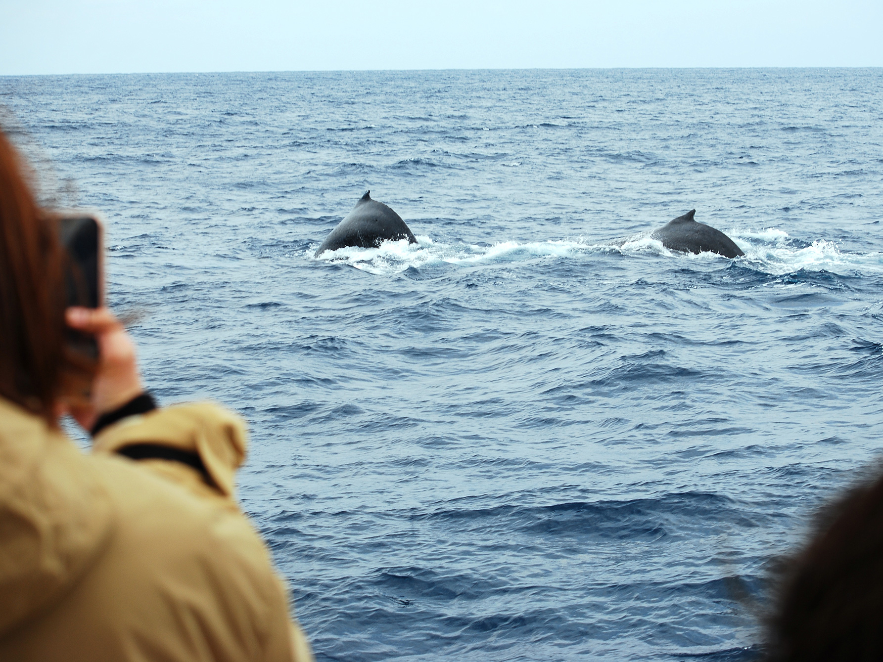 ホエールウォッチング